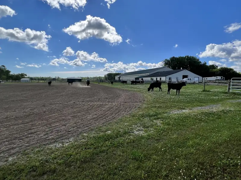 Horses and cattle in the sand arena with the white barn under a bright blue sky
