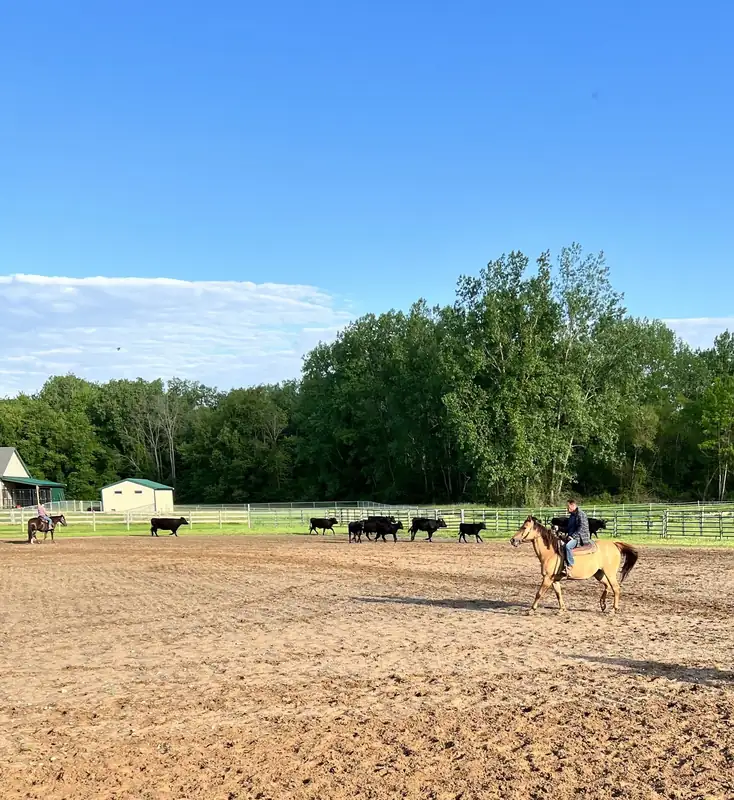 A rider on a buckskin horse in a sand arena with a herd of black cattle along the fence line