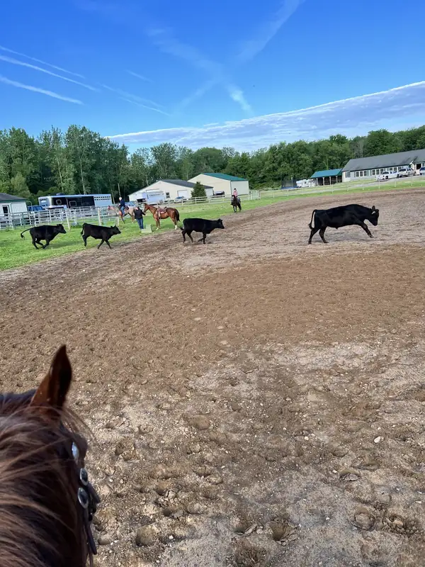 View between a horse's ears of black cattle spread across the arena