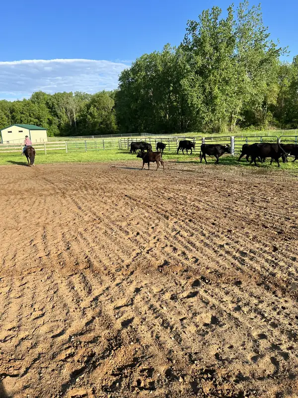 Black cattle grazing along the far edge of the sand arena under a blue sky