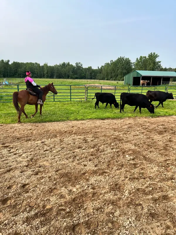A rider on a chestnut horse beside black cattle at the edge of the arena