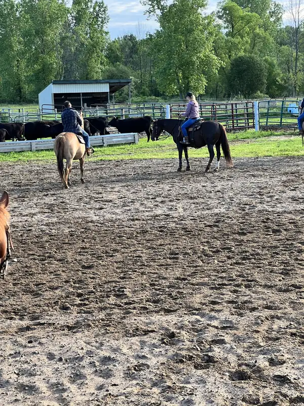 Two riders on horseback near a group of cattle along the arena fence
