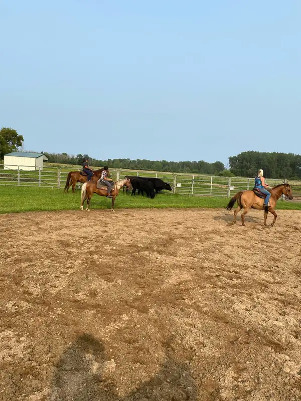 Riders on horseback working cattle in the outdoor arena on a clear day