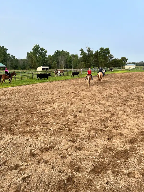 Riders on horseback moving black cattle across a large sand arena