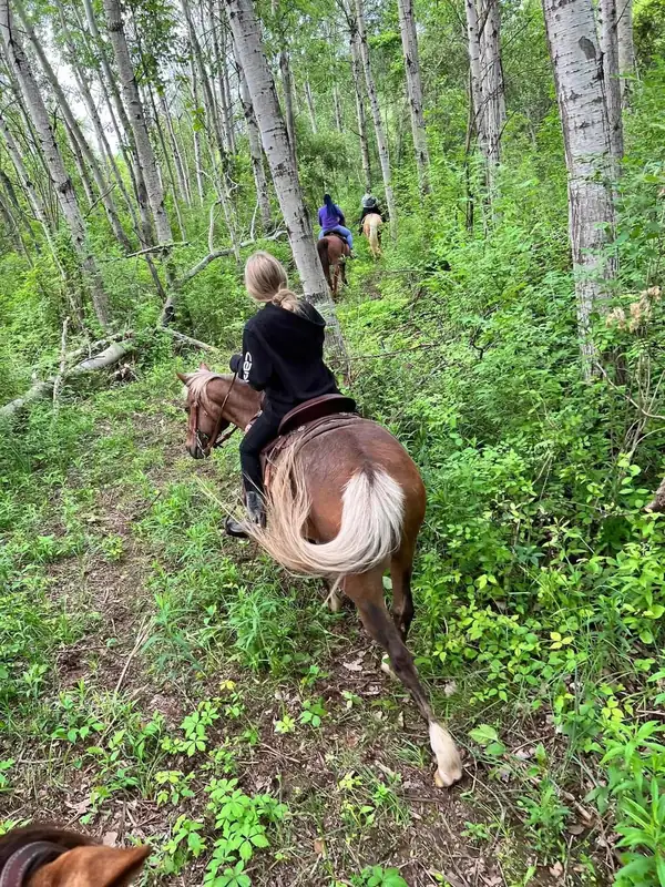 A rider on a chestnut horse on a wooded trail among birch trees